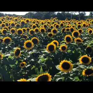 Meet your Posher, Irini